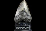 Bargain, Megalodon Tooth - North Carolina #83976-1